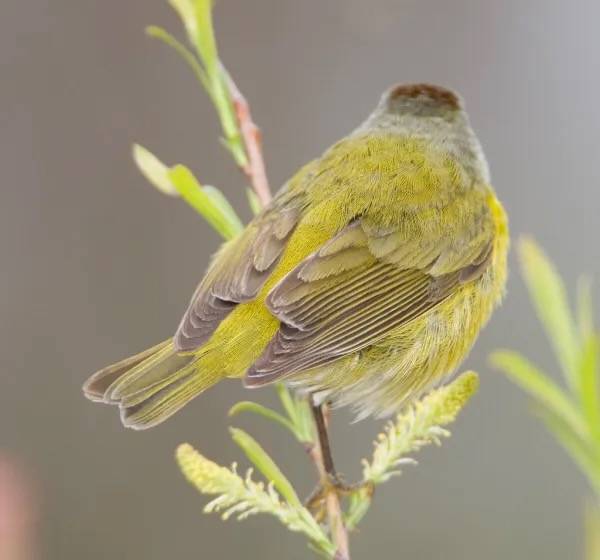 BI110506-177 - Nashville Warbler by lgooch is licensed under CC BY-NC-SA 2.0.